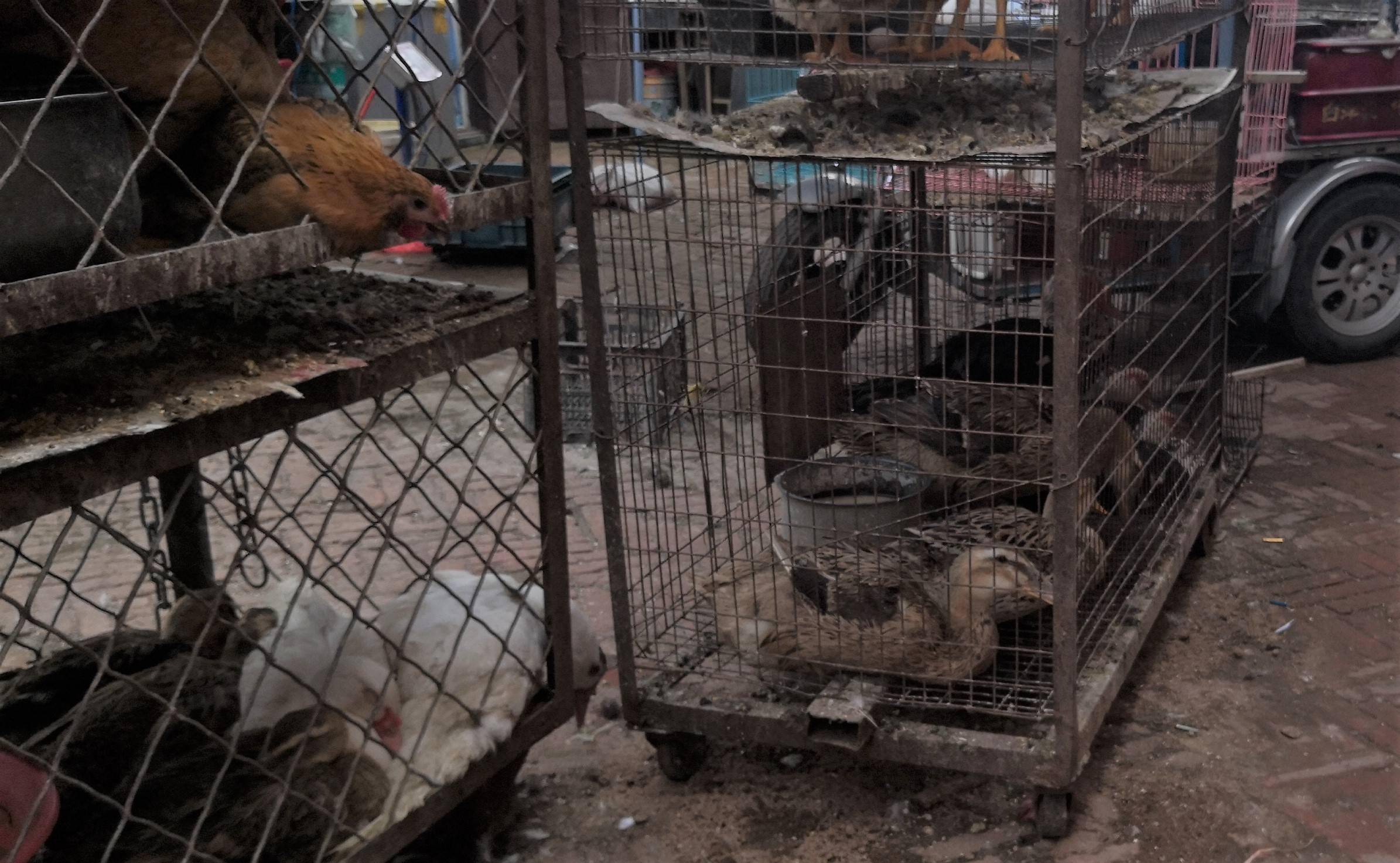 哈尔滨市道外区泰山路附近的一处露天农贸市场内,有三四家销售活鸡,活