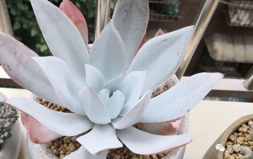 此款多肉连名字都充满仙气,夏季盆栽却需防范徒长,招虫