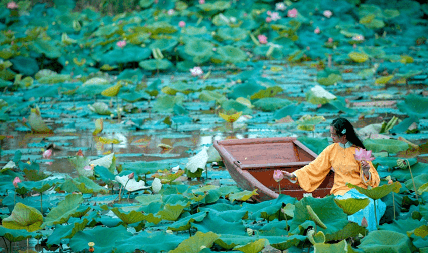摄影欣赏采莲南塘秋莲花过人头低头弄莲子莲子清如水