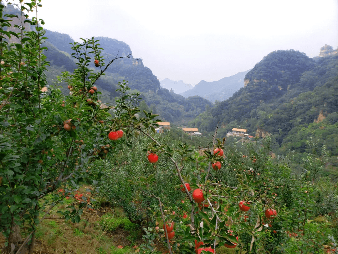 实拍:山影峨嵋,水村山廓,山里人,果树状元张福海等影像记录