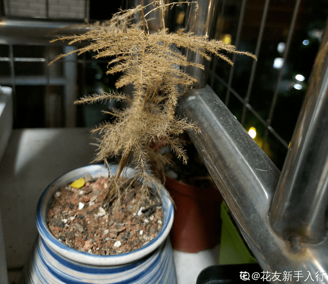 文竹黄叶剪一刀,少浇水多通风,顺利度夏_光照