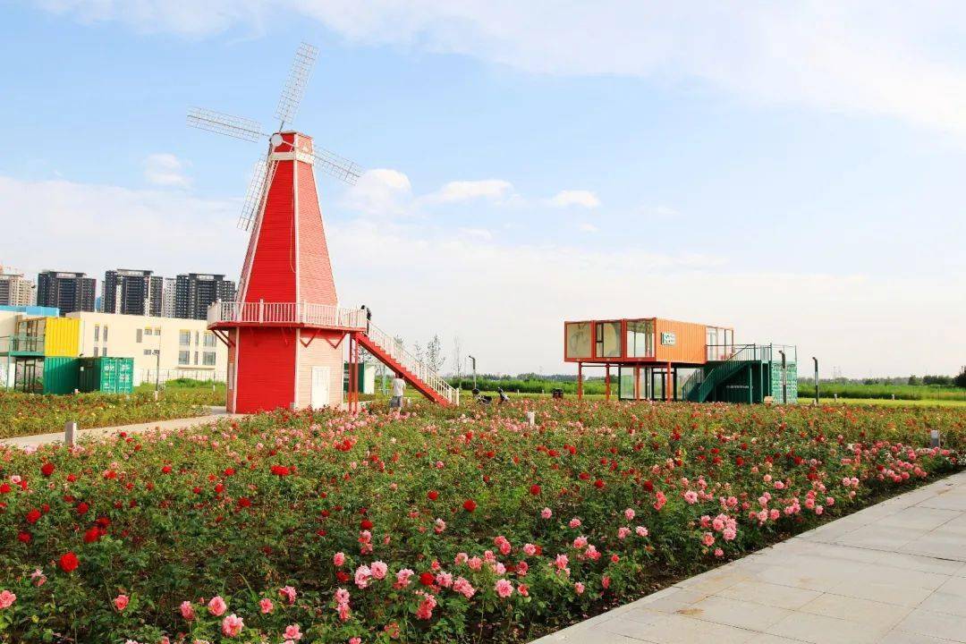 快来打卡东北最大玫瑰花海在沈阳盛放