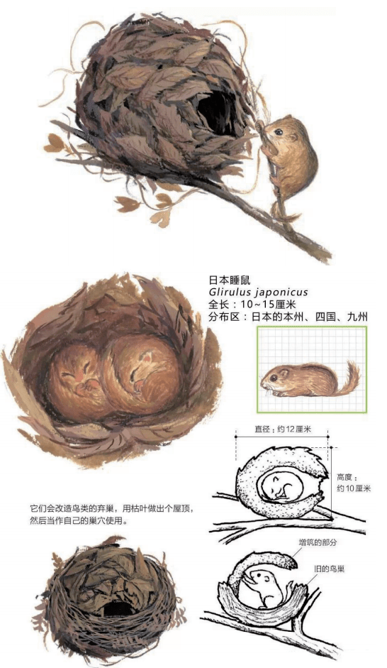 动物筑巢的图片和介绍图片
