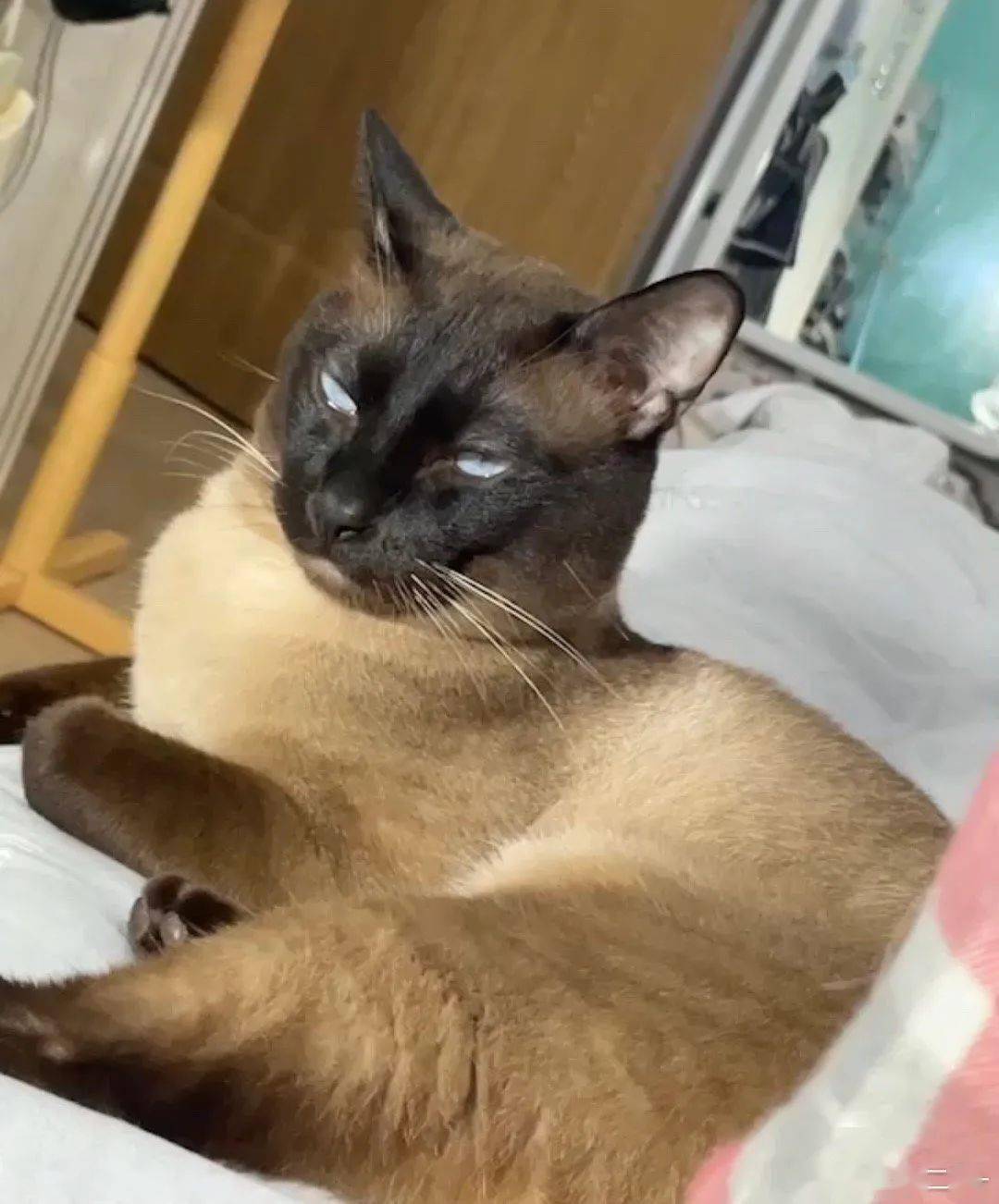 暹罗猫剃完毛后秒变"补丁猫"!主人哭惹:怎么会这样!