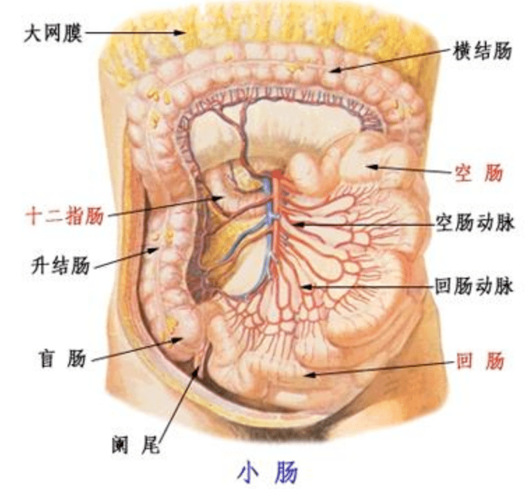肚子器官图女性图片