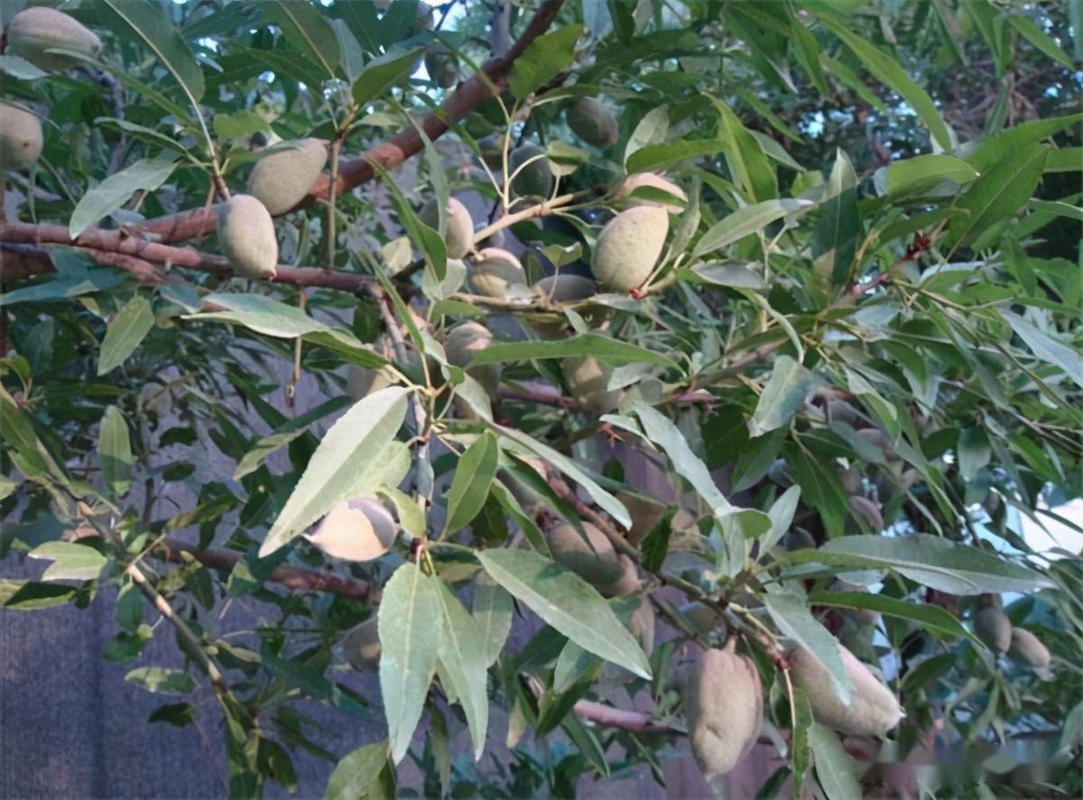 卖苗不打草稿号称一斤40元亩入5万元农民谁种谁知道