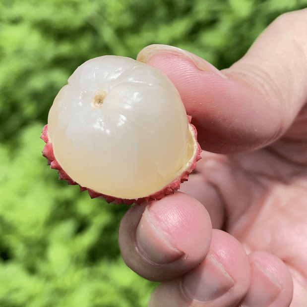 新兴香荔受热捧抖音人气主播助荔新兴龙山佛荔园