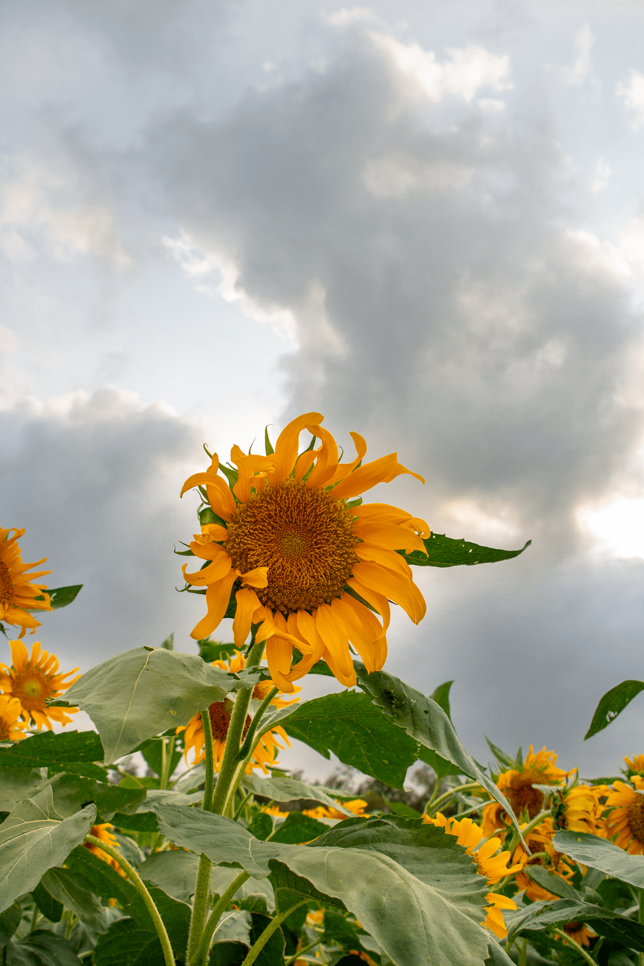泉州这片免费向日葵花海又开了!一秒出片!