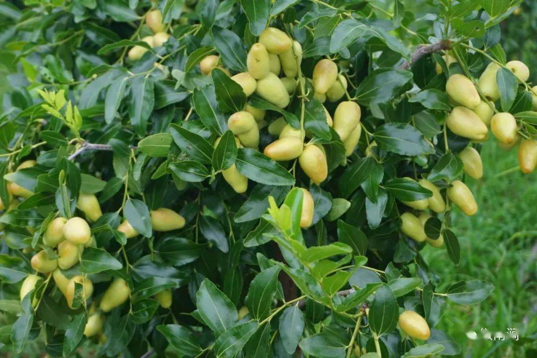 西山村:"天下第一枣"助力产业振兴,枣儿熟了,摘起来!