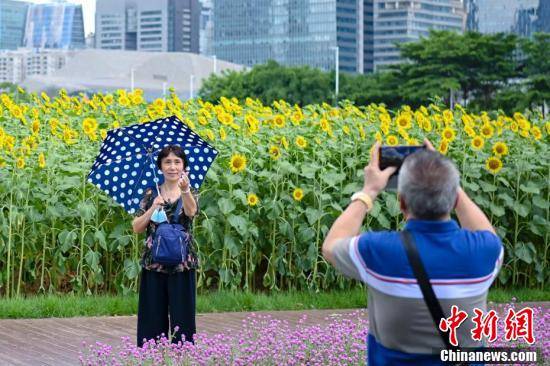 與廣州塔同框 廣州向日葵花海驚豔亮相