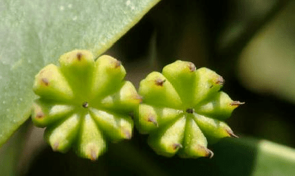 扫一扫识别草药 640c47f4c382418192db5415447aba75.png