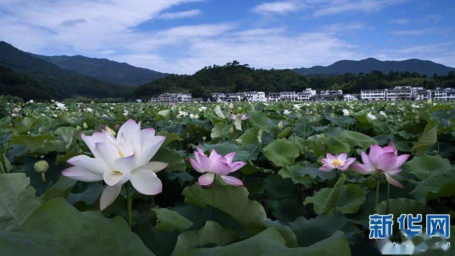 放眼望去,呈现出一幅"接天莲叶无穷碧,映日荷花别样红"的美丽乡村画卷