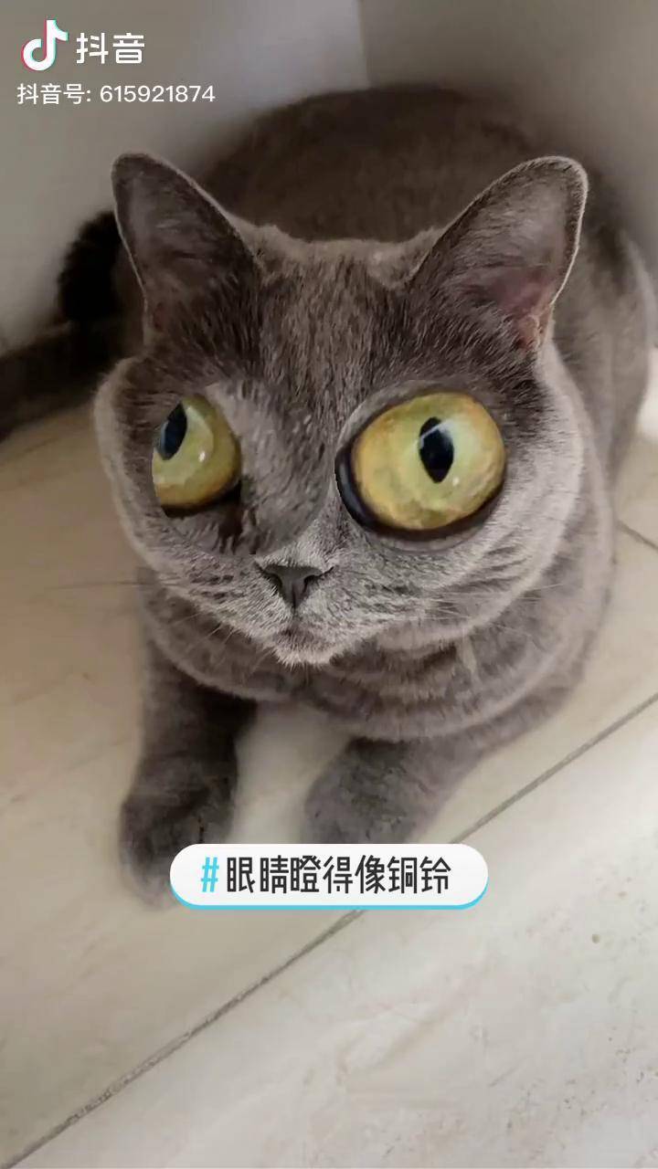 眼睛瞪得像铜铃用了这个特效豆汁儿秒变大眼狐猴放大镜眼镜萌宠出道