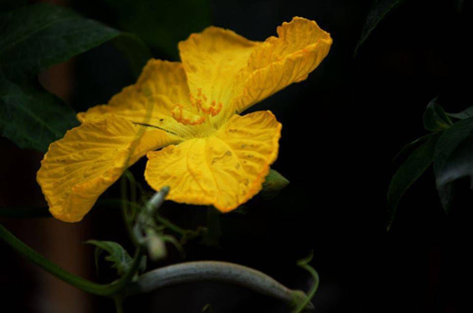 絲瓜開花風捲野香迎面來