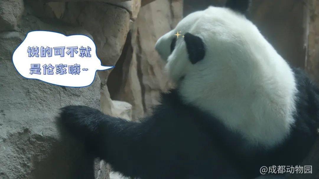 扶墙熊猫表情包图片