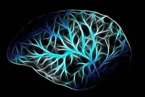 特化|专门免疫细胞确保大脑平衡高效运作 大脑中确认有一群“接线员”