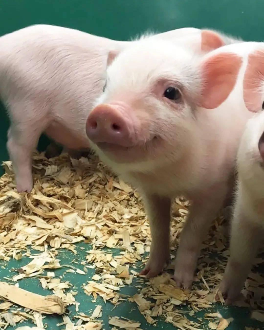 让你微笑的动物大合集,超温暖超治愈