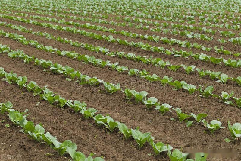 种白菜用这三个方法长得棵大包心紧实好吃还好保存