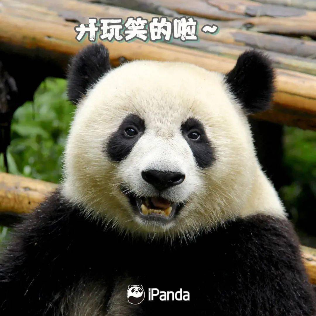 成都研学旅行来和大熊猫一起快乐玩屎吧