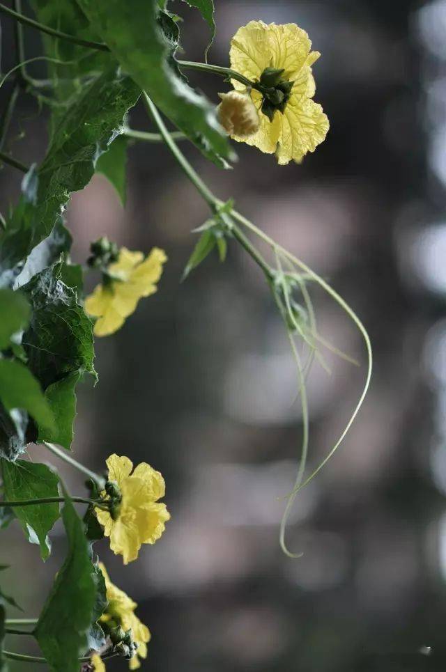 絲瓜開花風捲野香迎面來