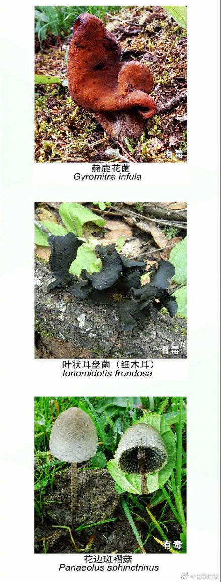 网友|野生菌未必更营养安全长这样的菌别碰