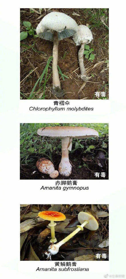 网友|野生菌未必更营养安全长这样的菌别碰