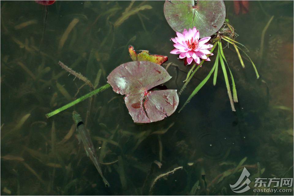 申城莲花正盛放红花碧叶送清凉 荷花