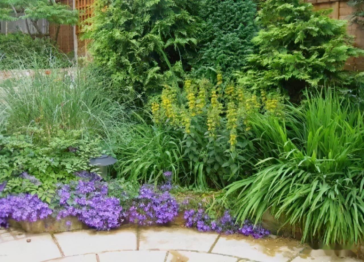 园林景观设计常用的花境组合_草本植物