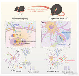 胶质|研究发现早期炎症诱发青春期抑郁情绪
