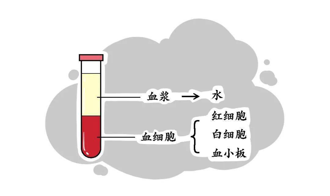 我們的血液 主要由血細胞和血漿兩部分組成, 血細胞有紅細胞, 白細胞