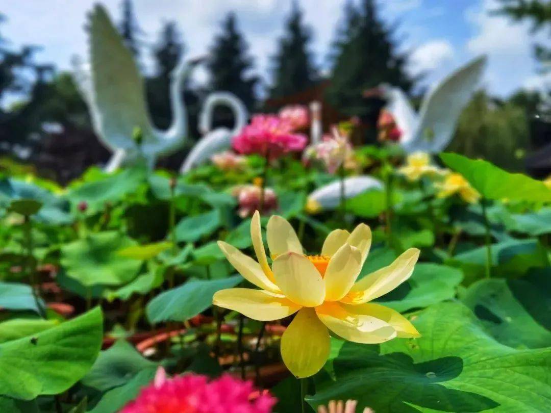 滨海公园2021滨海公园荷花展已开幕,前往公园的市民可尽情欣赏1000多