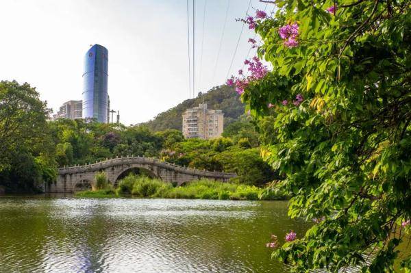 盛花期|“夏紫薇”，全城盛开！