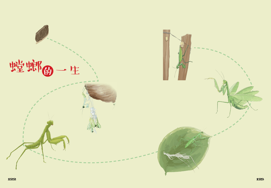 书的最后,以图的形式呈现法布尔原作中以文字记录的螳螂的成长轨迹