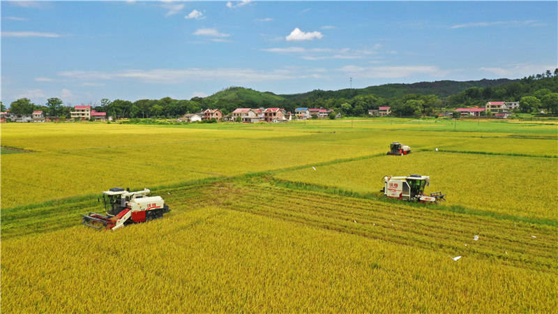 江西万安早稻喜开镰田野稻浪香