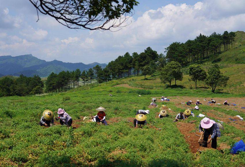 贵州丹寨:中药材种植助力乡村振兴