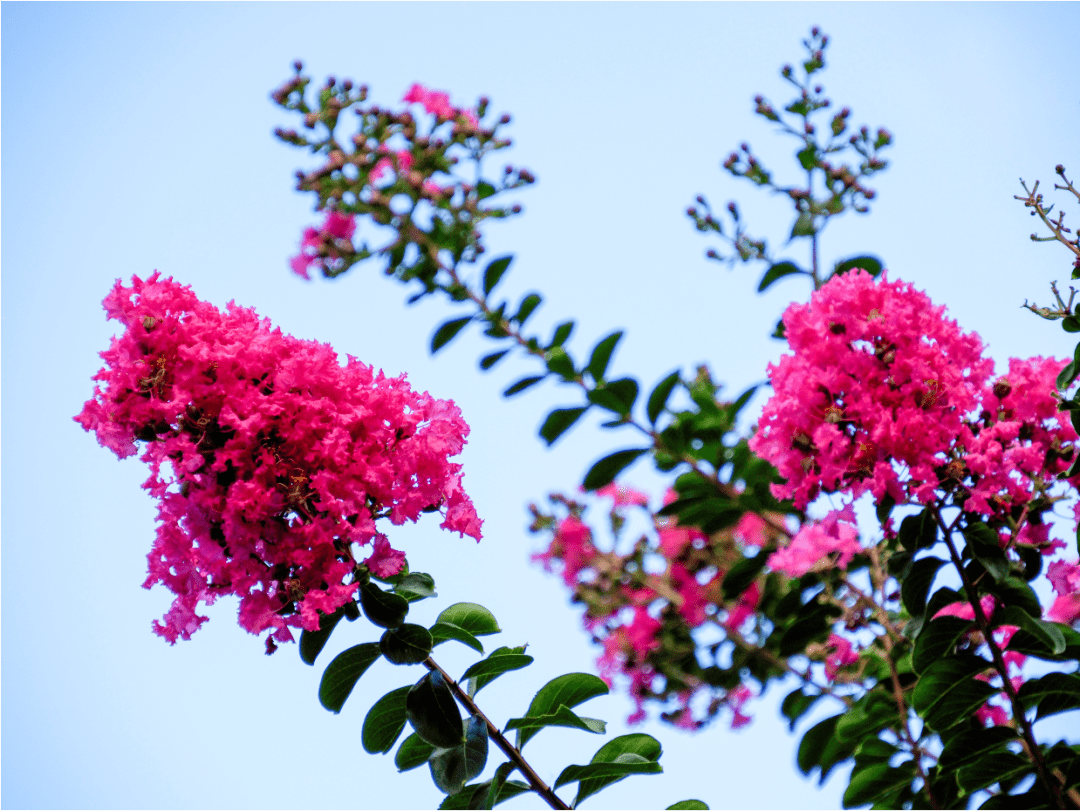 "夏紫薇",全城盛开!