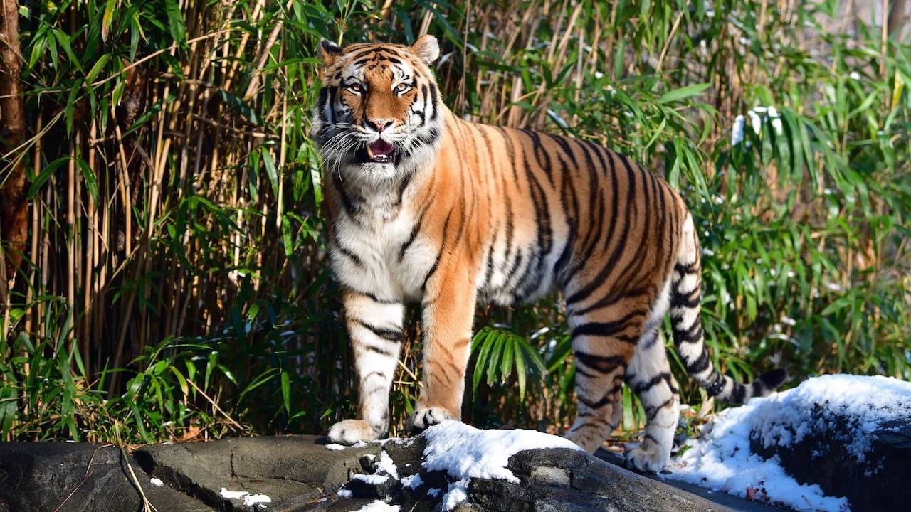兽用疫苗排行_农业农村部高度重视兽用疫苗生产企业、实验室生物安全管理