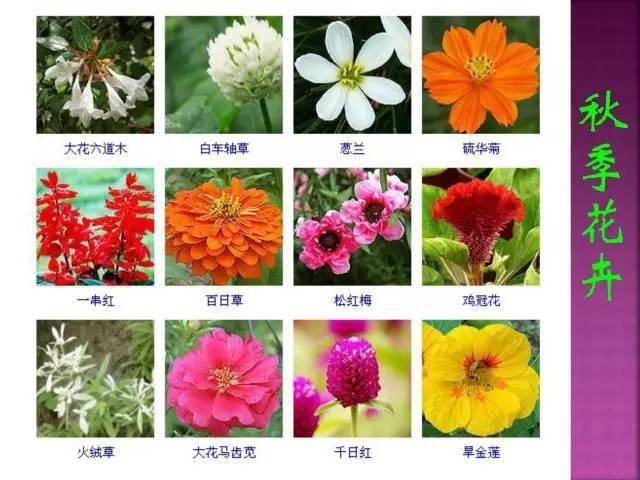 北方常见花卉名称大全图片