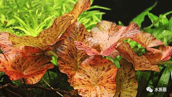 虎斑睡莲睡醒啦伸展开花真漂亮看众多鱼友虎斑睡莲开花