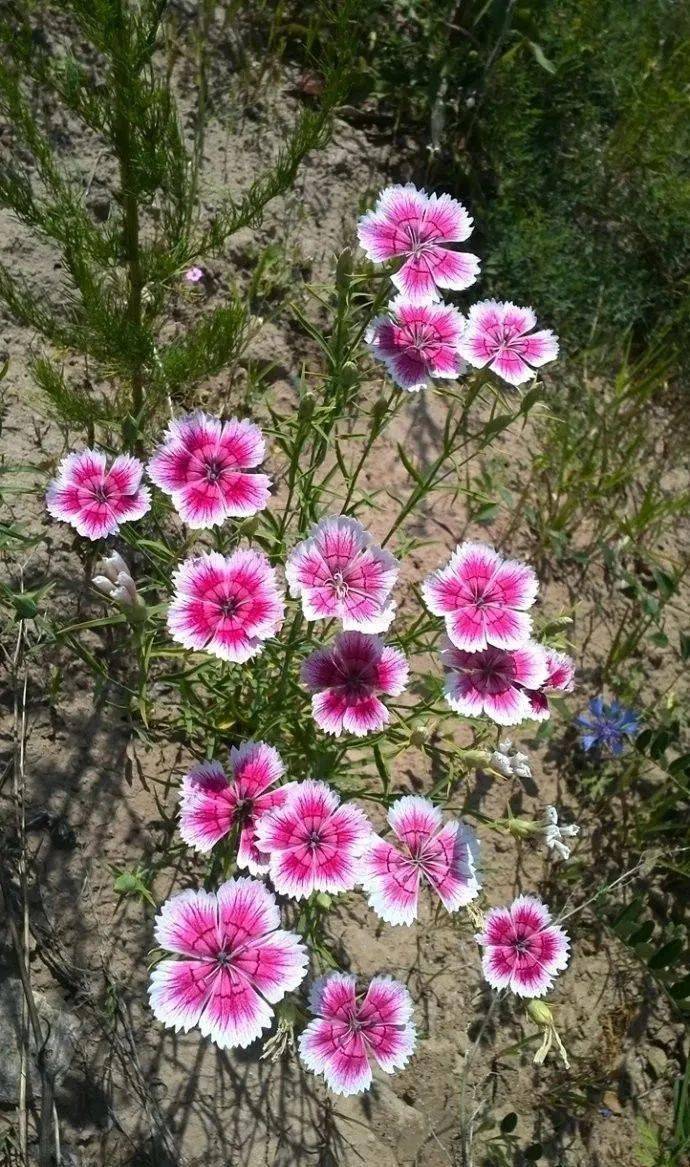 美篇制作:蒲公英 文档整理:梅崖心语 7.