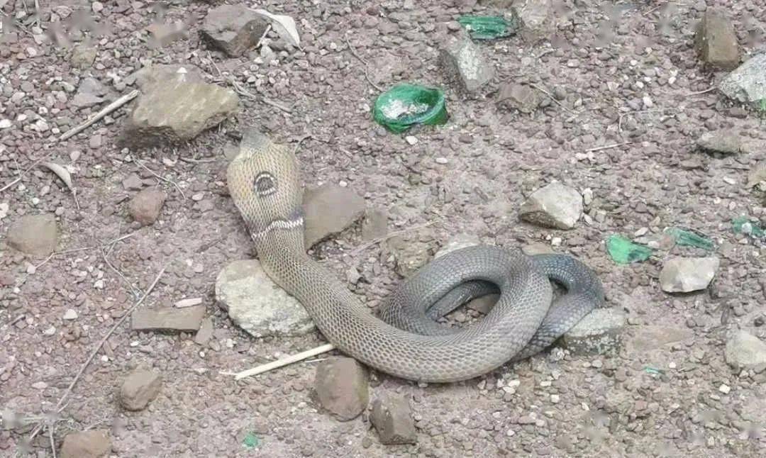 民警到达现场后发现,放置在村民家灶台下方的一个捕鼠器夹住了一条蛇
