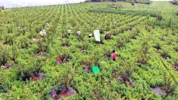 太阳坡:千亩花椒向阳"红"_种植