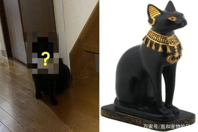 埃及黑猫 恐怖图片