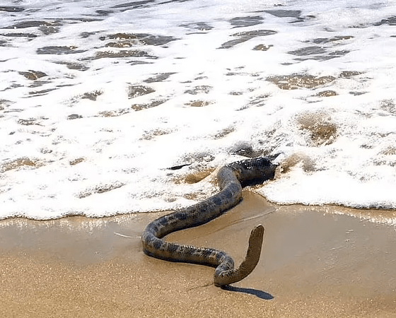 昆州巨型海蛇搁浅海滩引大量网友围观热议