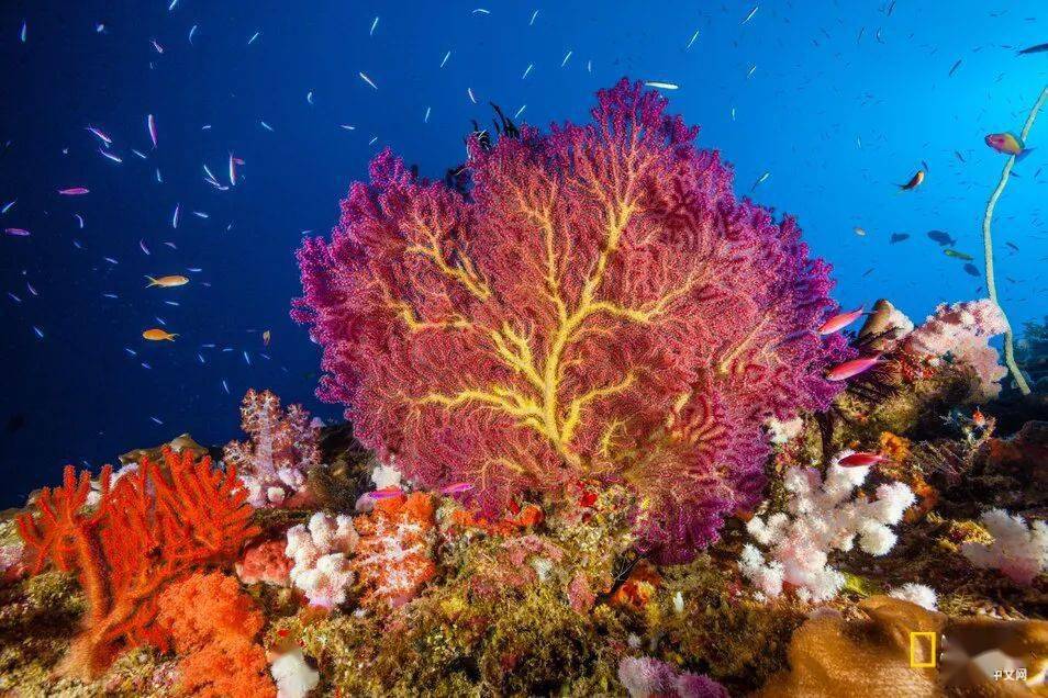 圣诞岛珊瑚礁