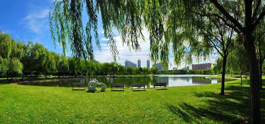 泰达记忆盐碱滩上创绿洲奇迹