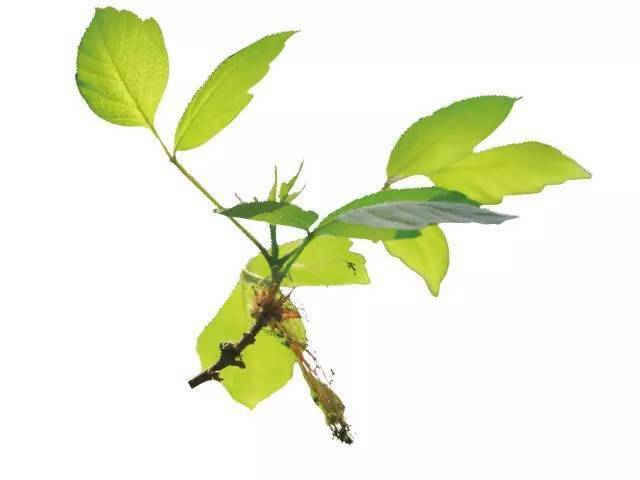 毛樱桃杏3-223月20-21日春分连翘3-17樱桃3-13山桃金钟花白玉兰3-10毛