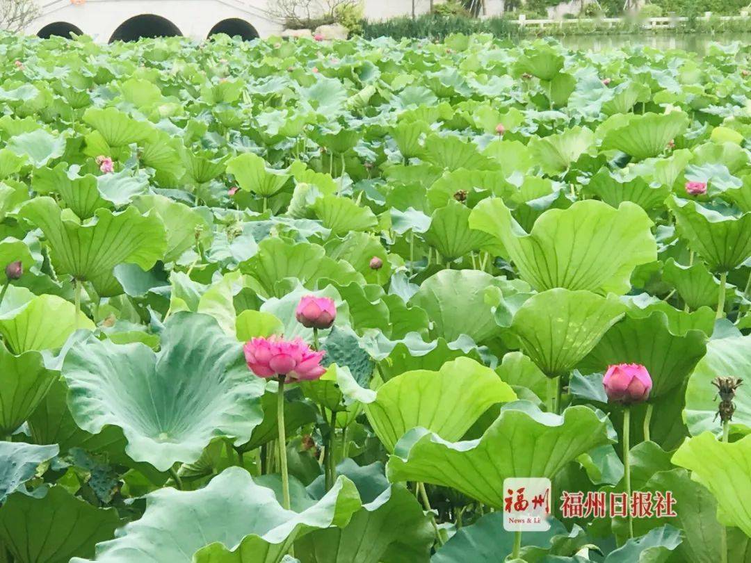 美到刷屏福州市区这些赏荷好去处再不打卡就晚了鱼说榕城