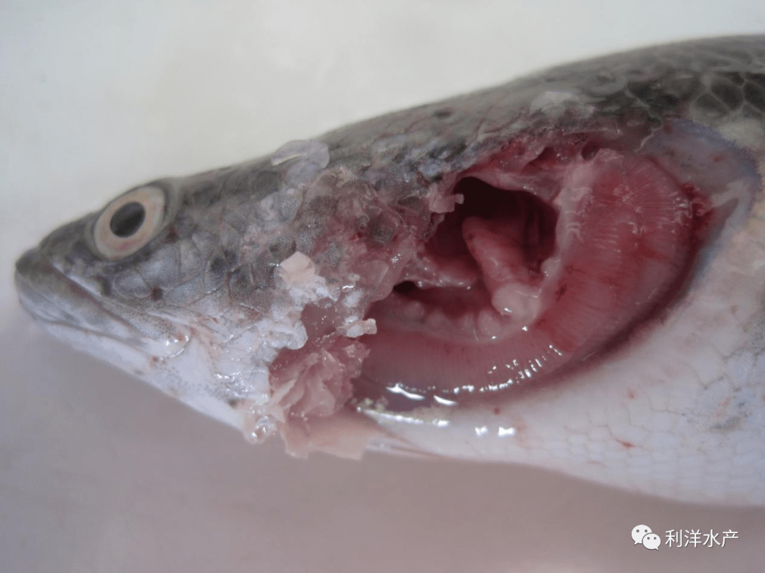 淡水鱼专题高温期注意杂交鳢舒伯特气单胞菌病的防控