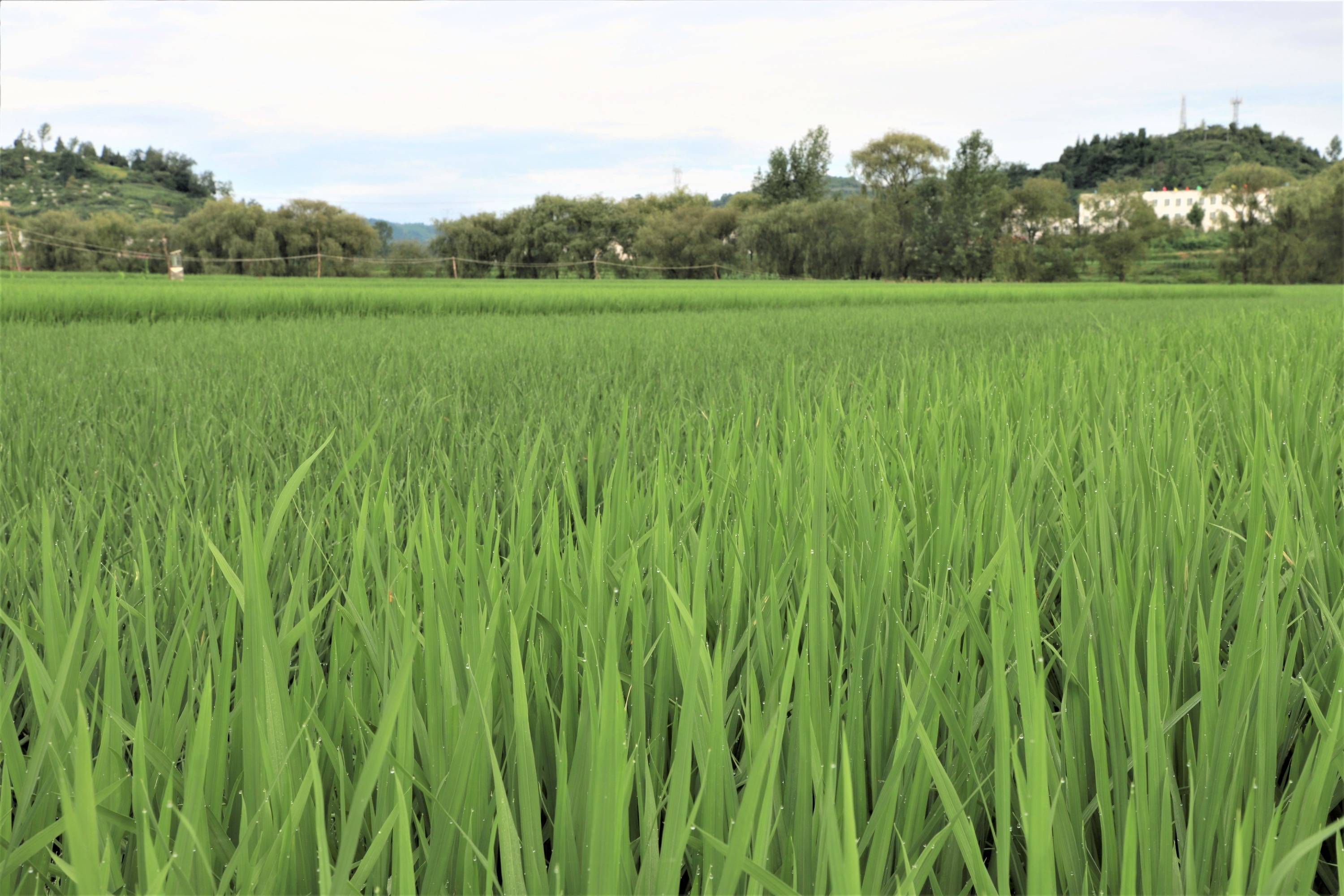 贵州黔西：柳岸水乡万亩稻田绿意盎然
